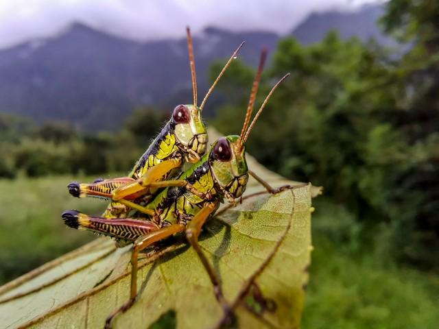的女人正在张家界的深山里生吞蝗虫AG真人百家家乐平台那个涂指甲油(图3)