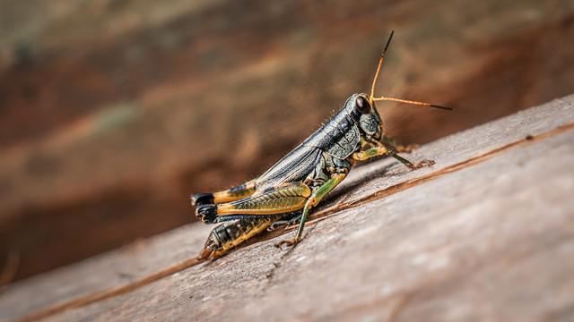 的女人正在张家界的深山里生吞蝗虫AG真人百家家乐平台那个涂指甲油(图2)
