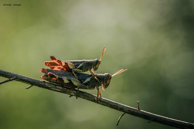 的女人正在张家界的深山里生吞蝗虫AG真人百家家乐平台那个涂指甲油(图4)